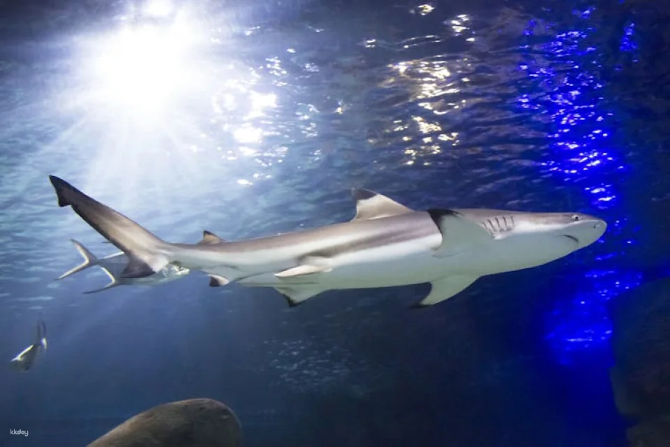 Entrance tickets to discover Munich Sea Life aquarium
