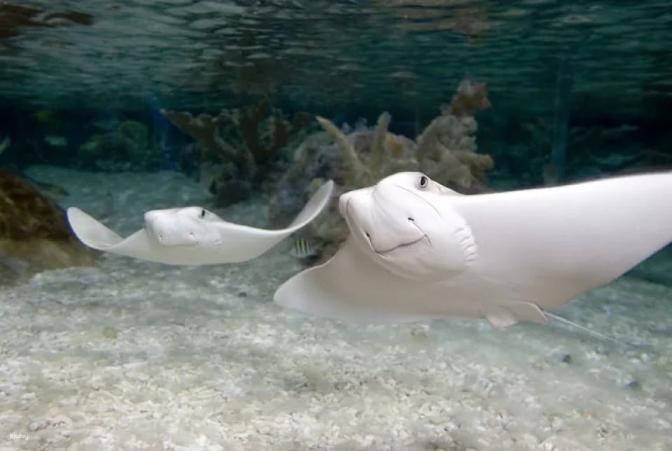 Entrance tickets to discover Munich Sea Life aquarium