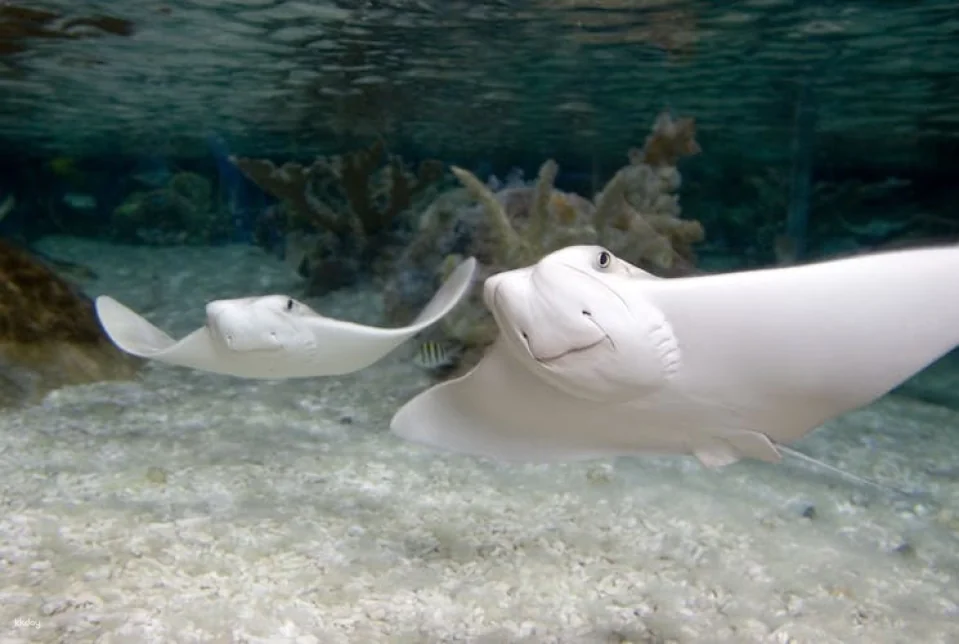 Entrance tickets to discover Munich Sea Life aquarium