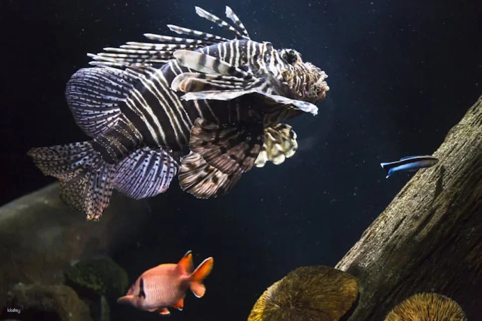 Entrance tickets to discover Munich Sea Life aquarium