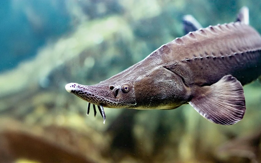SEA LIFE Munich Ticket Image 3