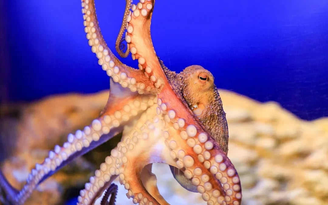 SEA LIFE Munich Ticket Image 7