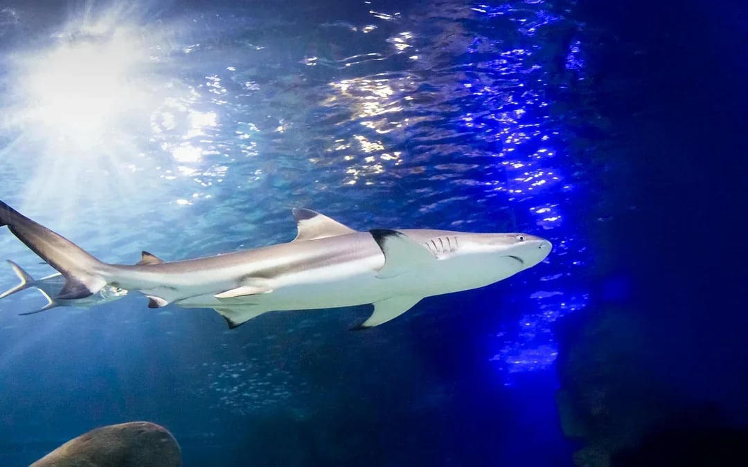 SEA LIFE Munich Ticket Image 10