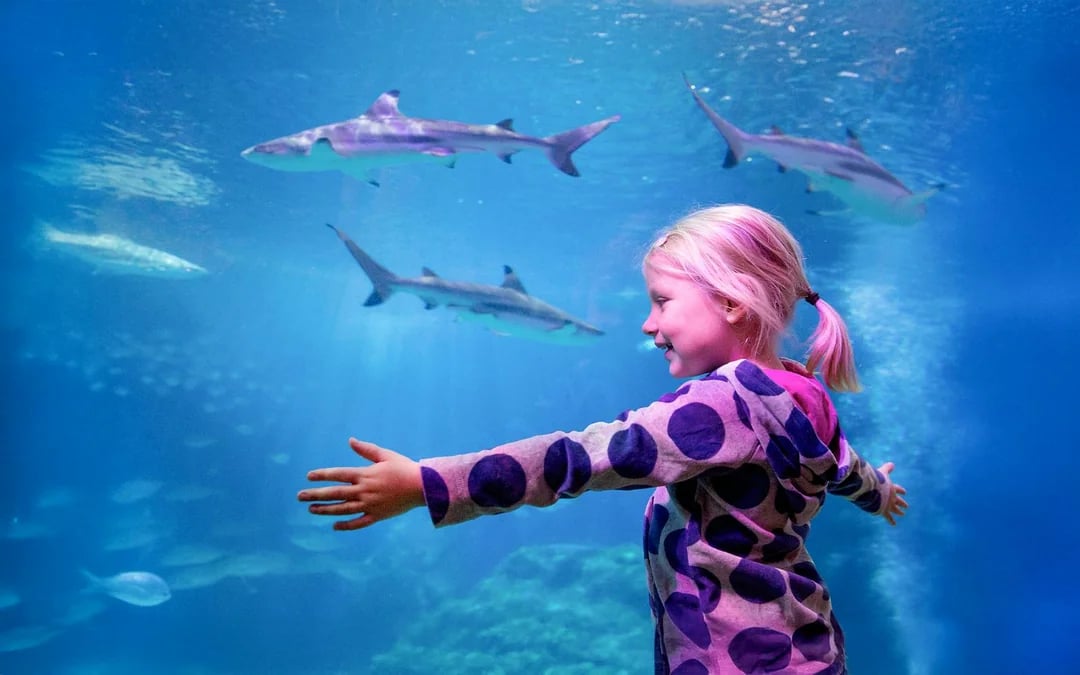 SEA LIFE Oberhausen Ticket Image 1