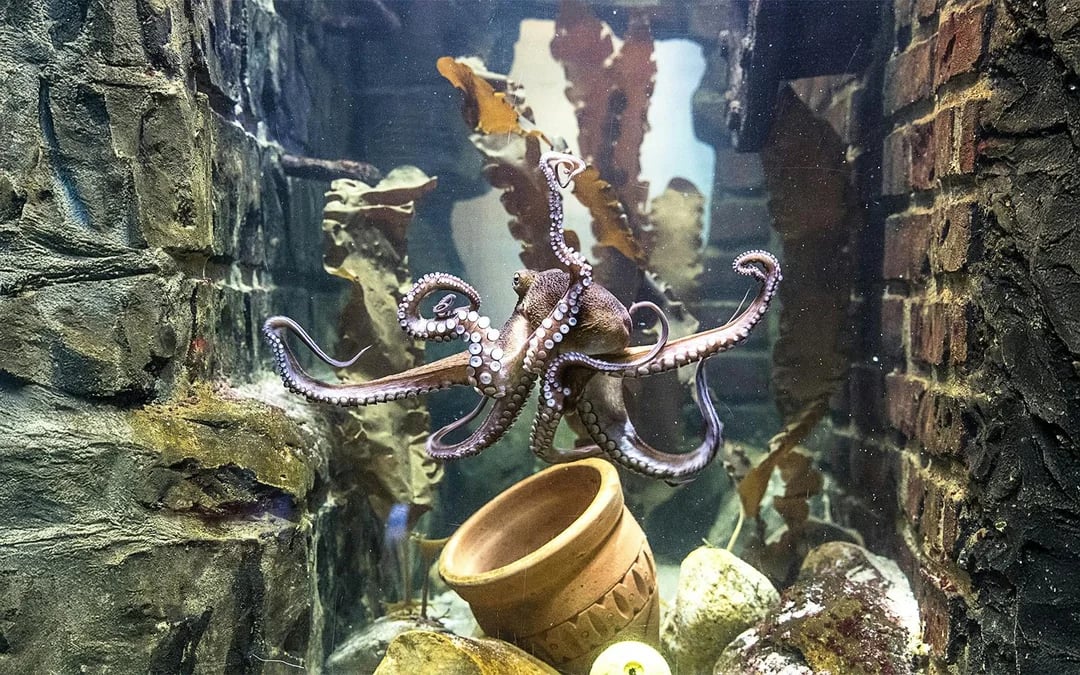 SEA LIFE Oberhausen Ticket Image 2