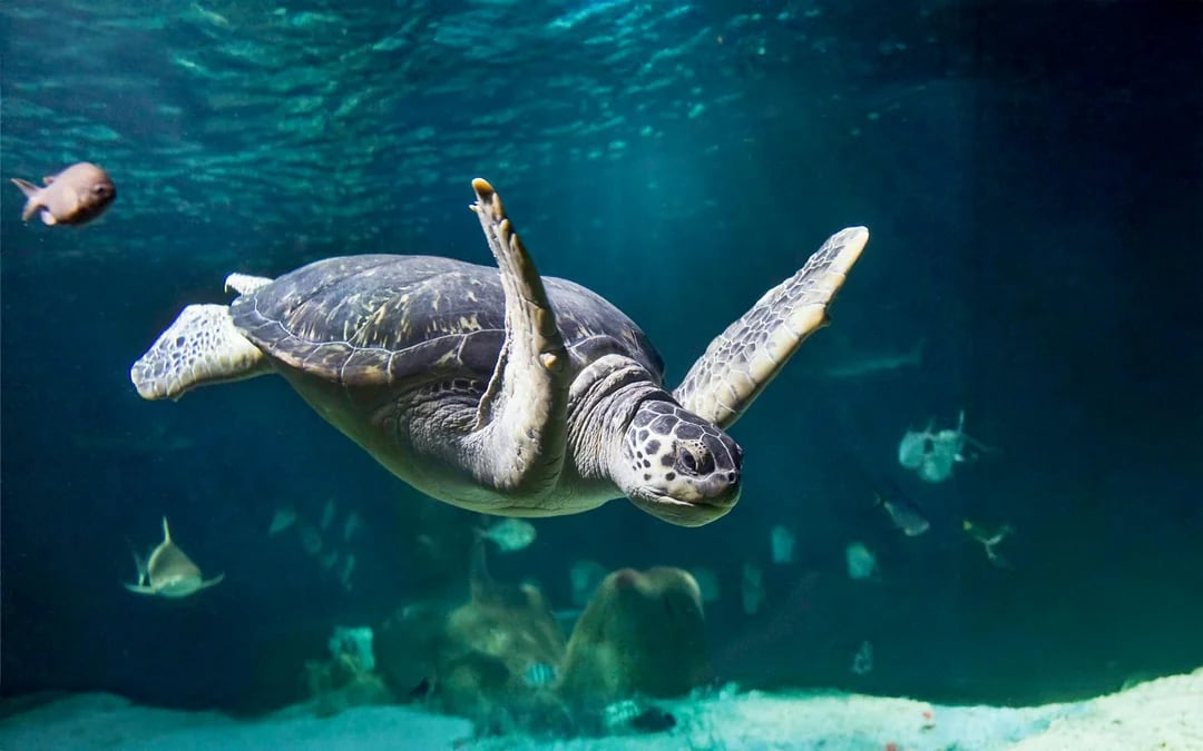 SEA LIFE Oberhausen Ticket Image 11