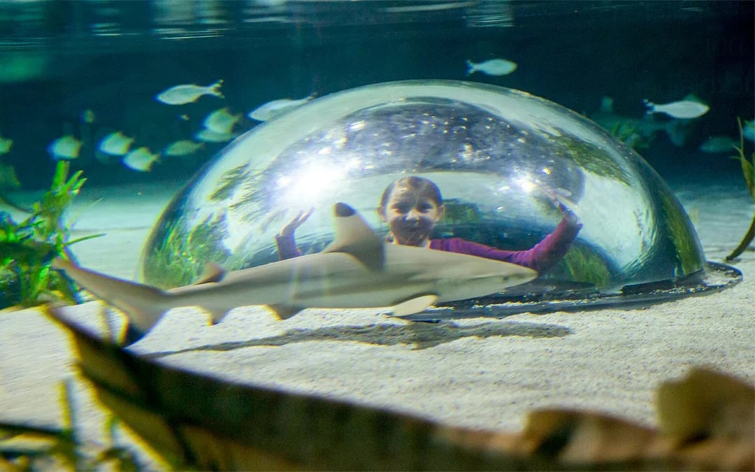 SEA LIFE Oberhausen Ticket Image 3