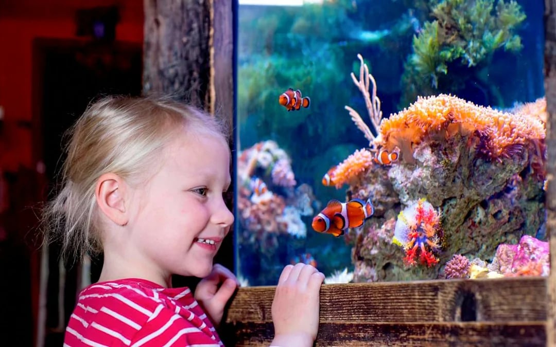 SEA LIFE Oberhausen Ticket Image 8