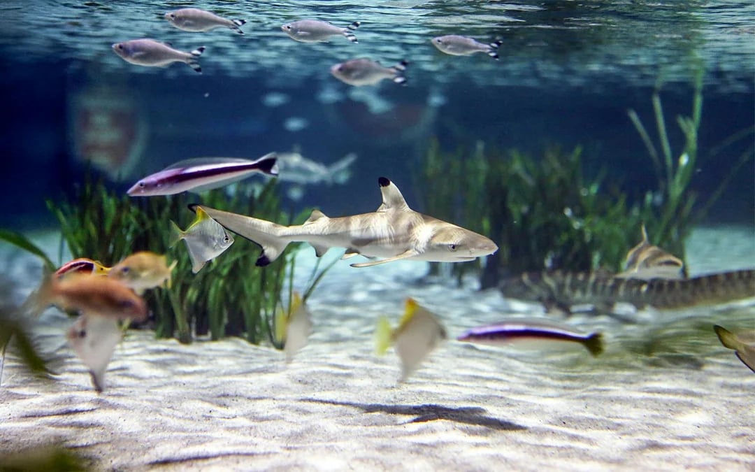 SEA LIFE Oberhausen Ticket Image 9
