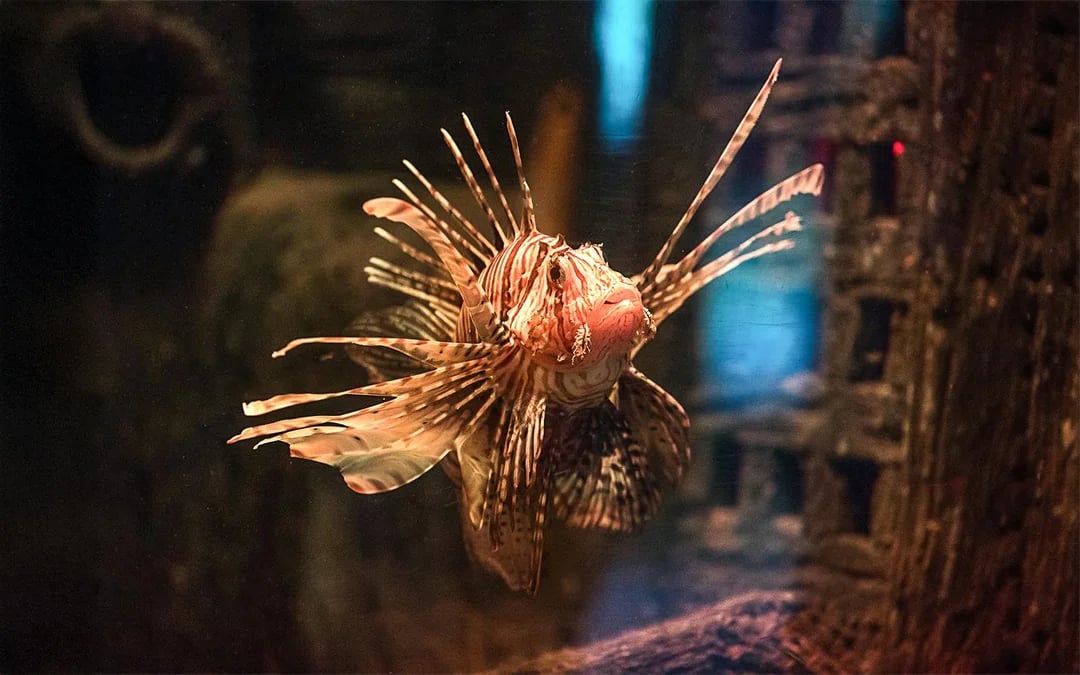 SEA LIFE Oberhausen Ticket Image 10