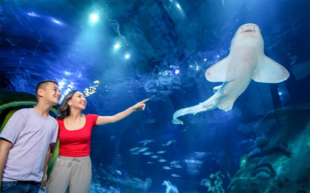 SEA LIFE Orlando Aquarium Admission Tickets Image 8