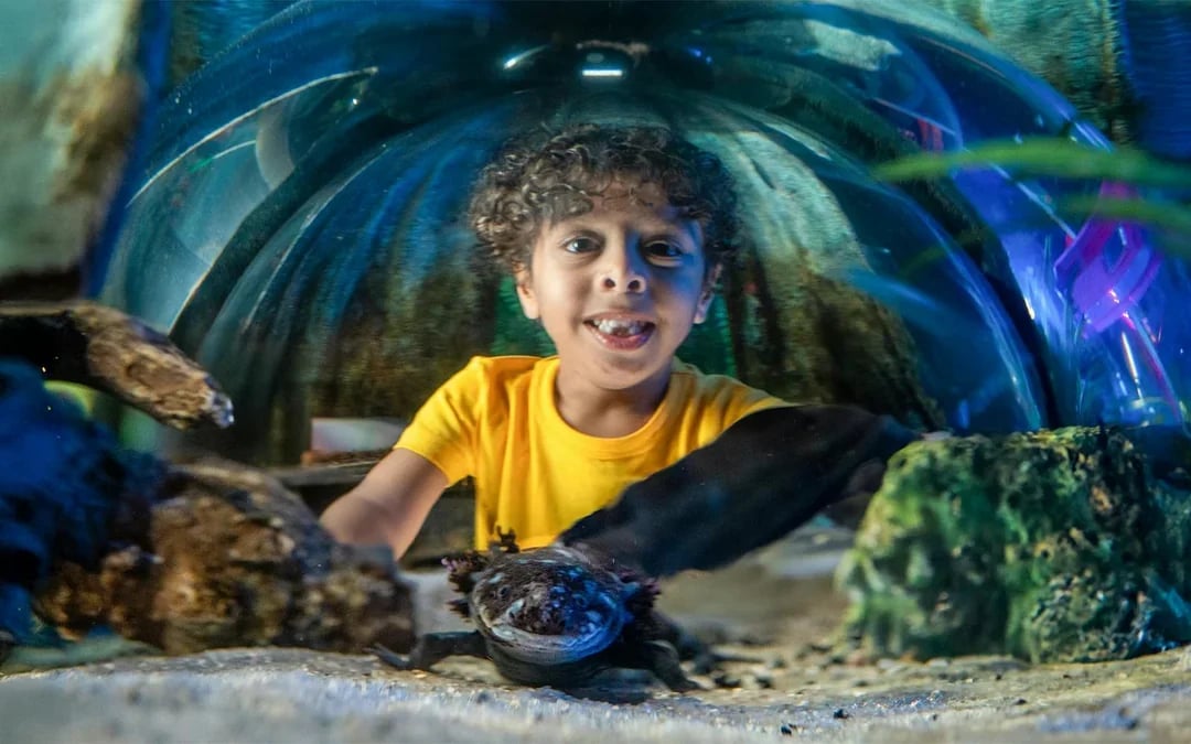 SEA LIFE Orlando Aquarium Admission Tickets Image 9