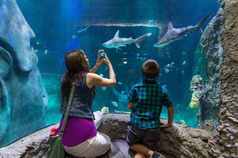 Sea Life Orlando Aquarium Ticket | Florida