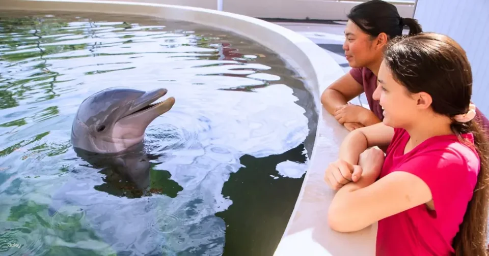 Sea Life Park Ticket with Dolphin Aloha Experience | Hawaii