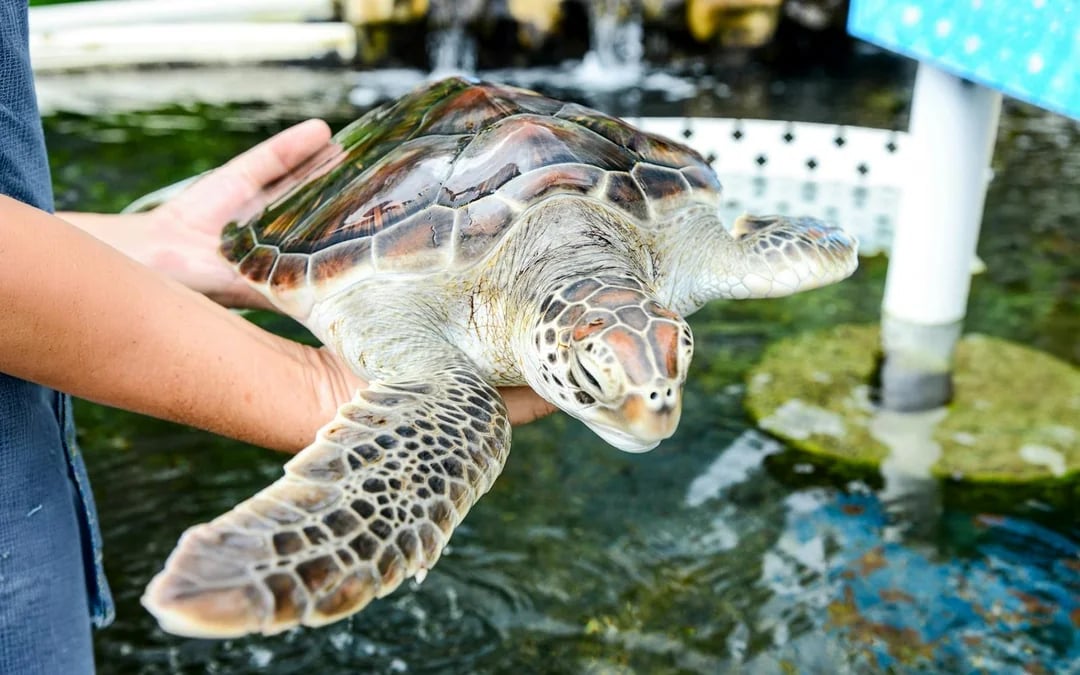 Sea Life Park Hawaii Tickets Image 3