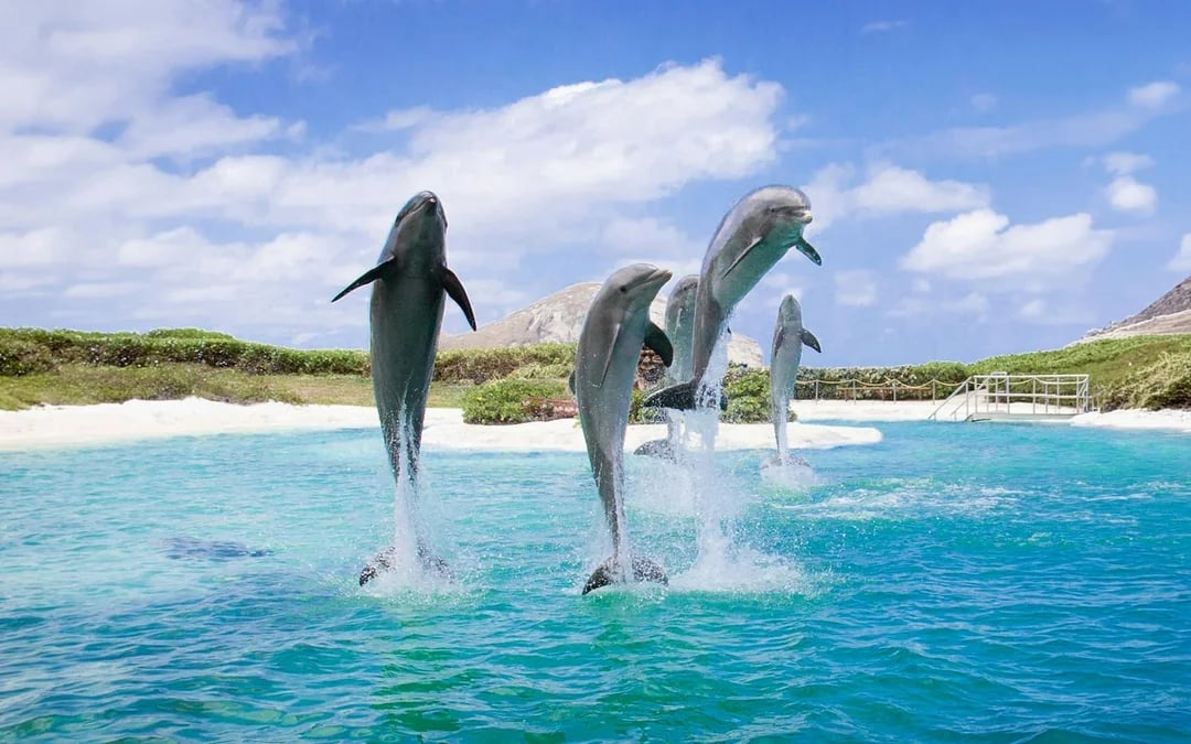 Sea Life Park Hawaii Tickets Image 4