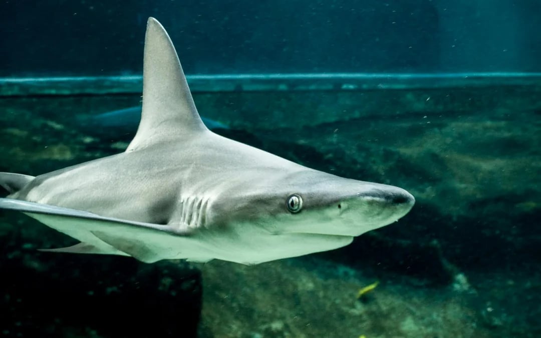 Sea Life Park Hawaii Tickets Image 6