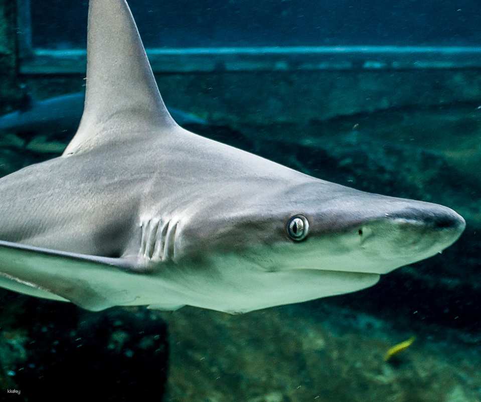 Sea Life Park Ticket | Hawaii