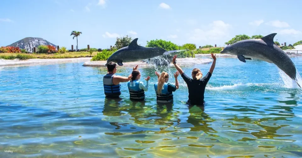 Sea Life Park Ticket with Dolphin Encounter | Hawaii