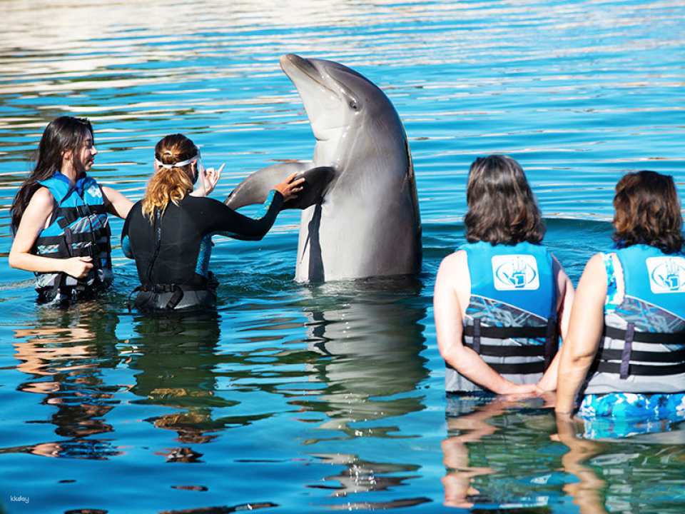 Sea Life Park Ticket with Dolphin Encounter | Hawaii