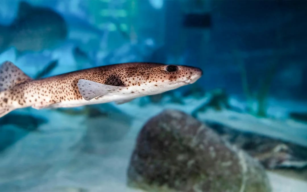 SEA LIFE Speyer Entry Tickets Image 11