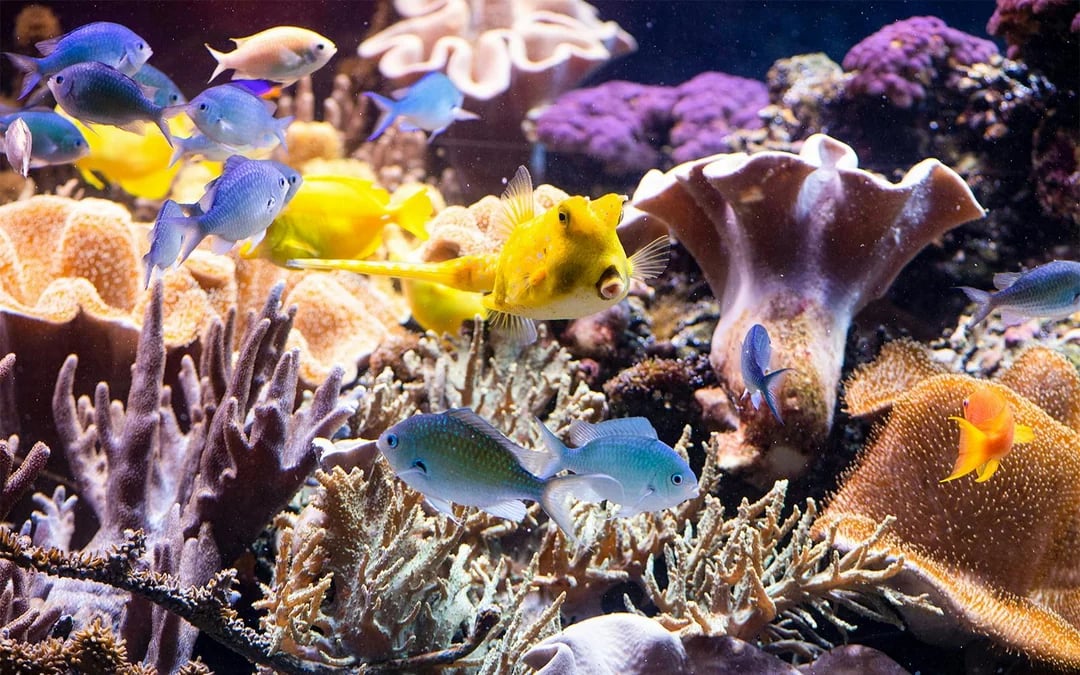 SEA LIFE Speyer Entry Tickets Image 3