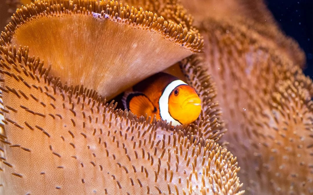 SEA LIFE Speyer Entry Tickets Image 5