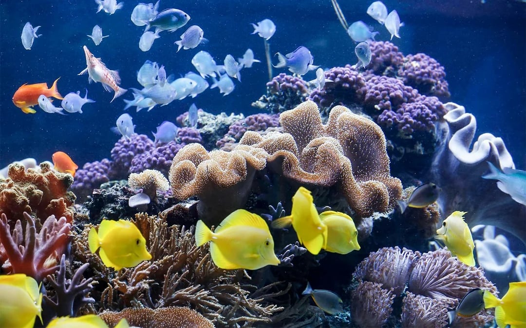 SEA LIFE Speyer Entry Tickets Image 6