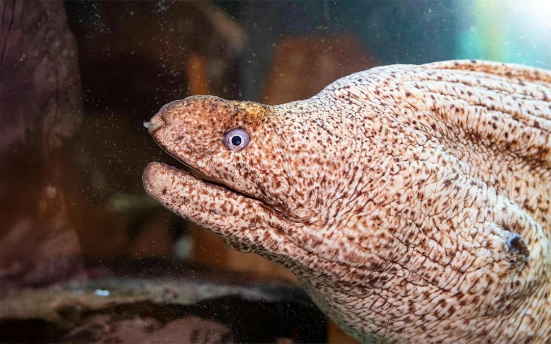 SEA LIFE Speyer Entry Tickets Image 8