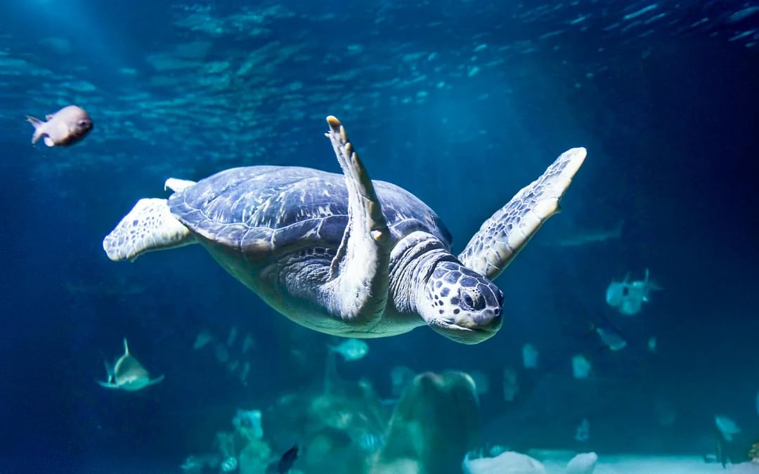 SEA LIFE Speyer Entry Tickets Image 10