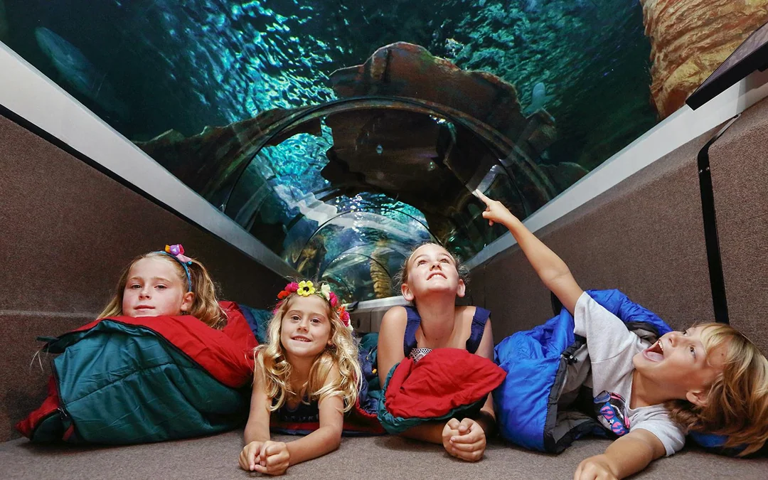 SEA LIFE Sunshine Coast Aquarium Tickets Image 3