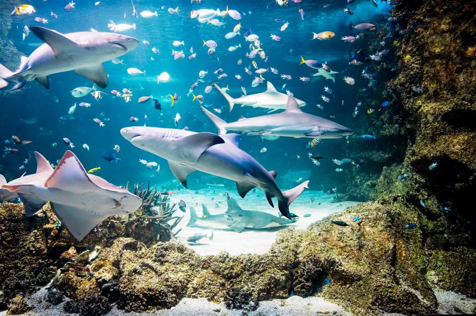 SEA LIFE Sydney Aquarium Admission Ticket + Digi Photo Pass | Australia