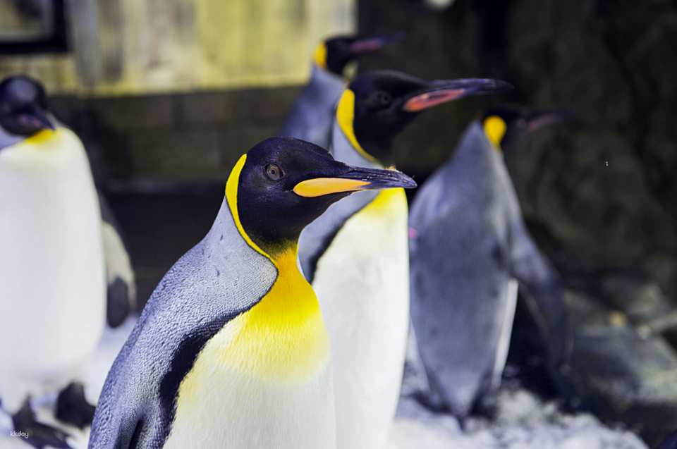 SEA LIFE Sydney Aquarium Admission Ticket + Digi Photo Pass | Australia