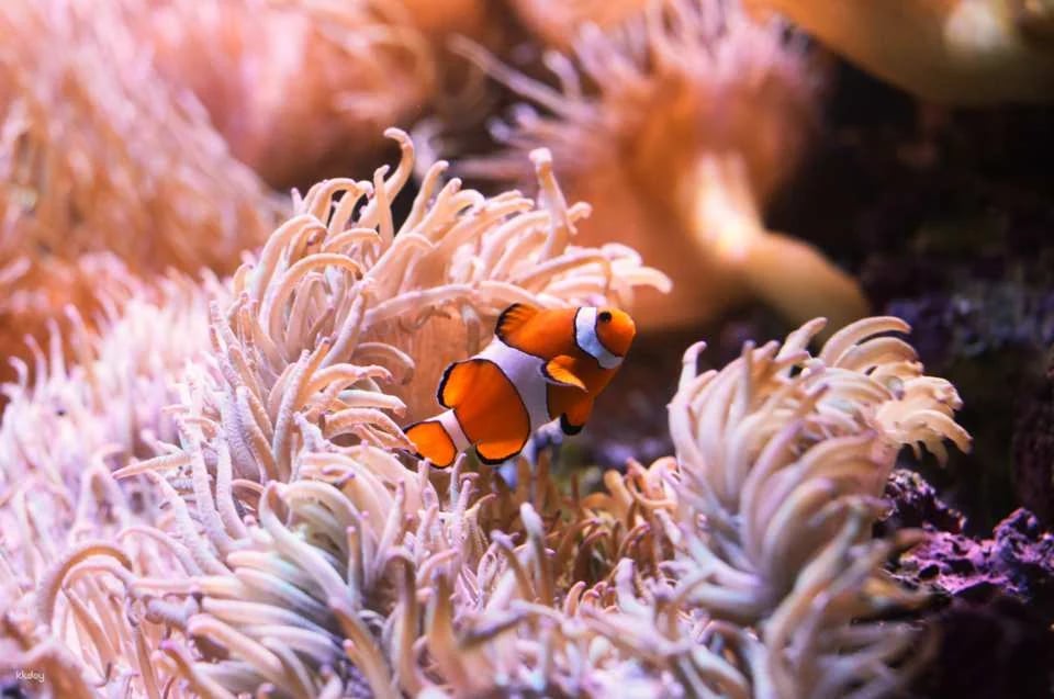 SEA LIFE Sydney Aquarium Admission Ticket + Digi Photo Pass | Australia
