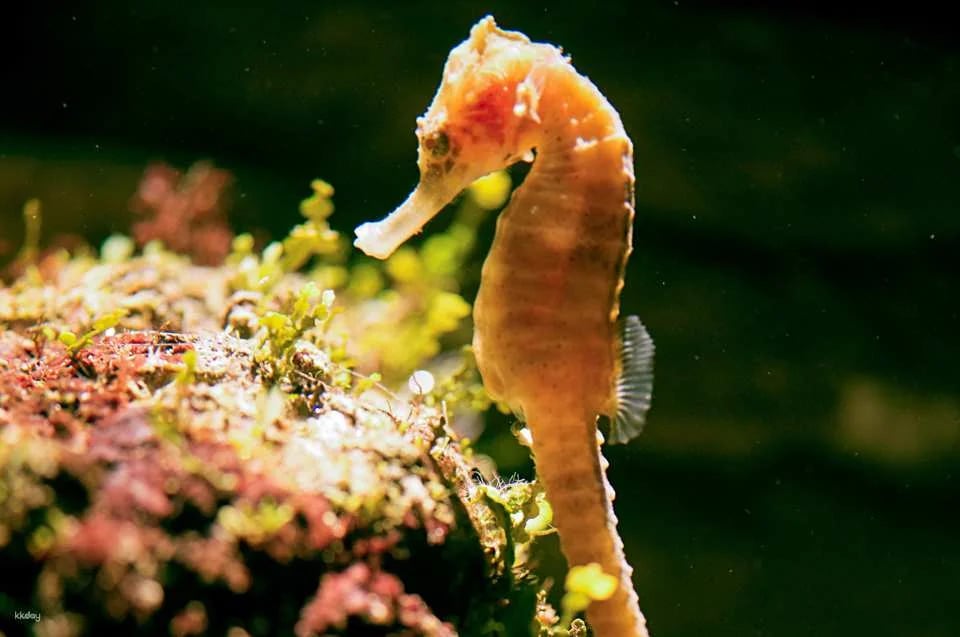 SEA LIFE Sydney Aquarium Admission Ticket + Digi Photo Pass | Australia