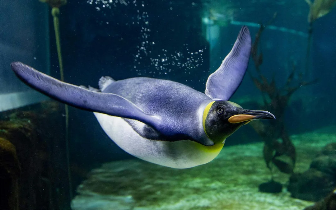 SEA LIFE Sydney Aquarium Tickets Image 3
