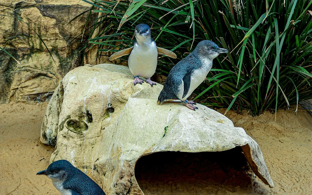 SEA LIFE Sydney Aquarium Tickets Image 8