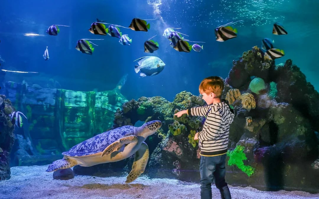 SEA LIFE Timmendorfer Strand Entry Tickets Image 1