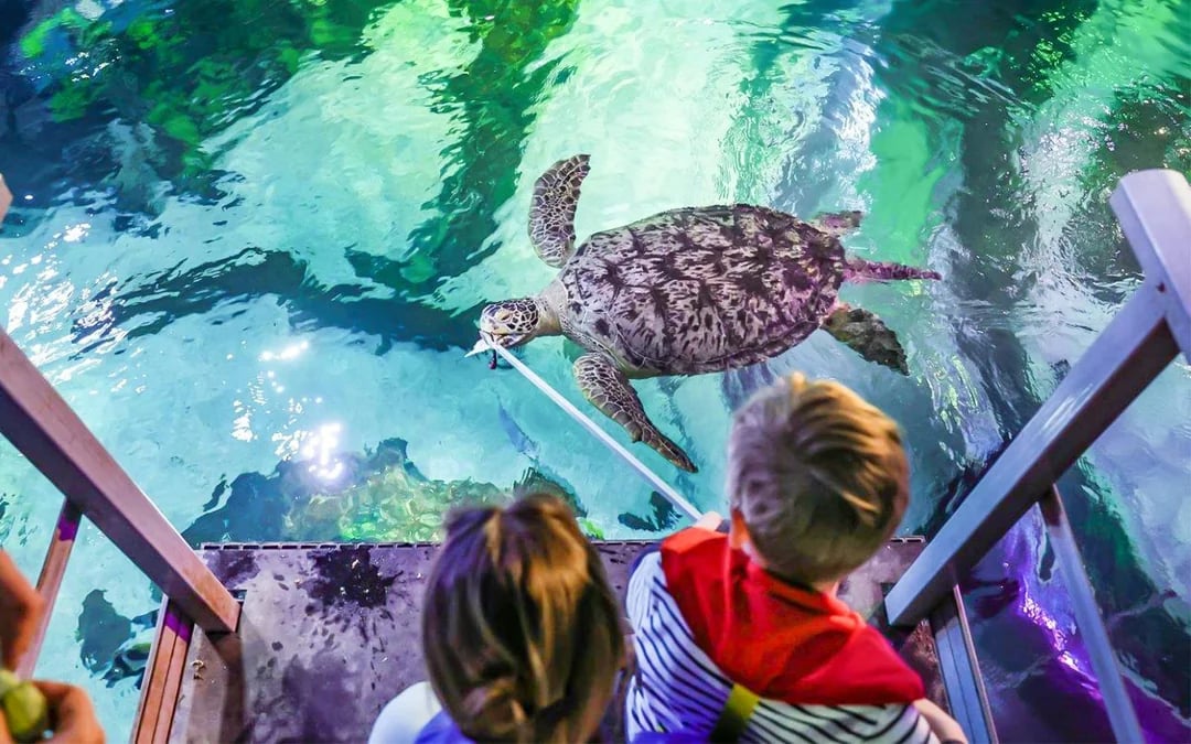 SEA LIFE Timmendorfer Strand Entry Tickets Image 4