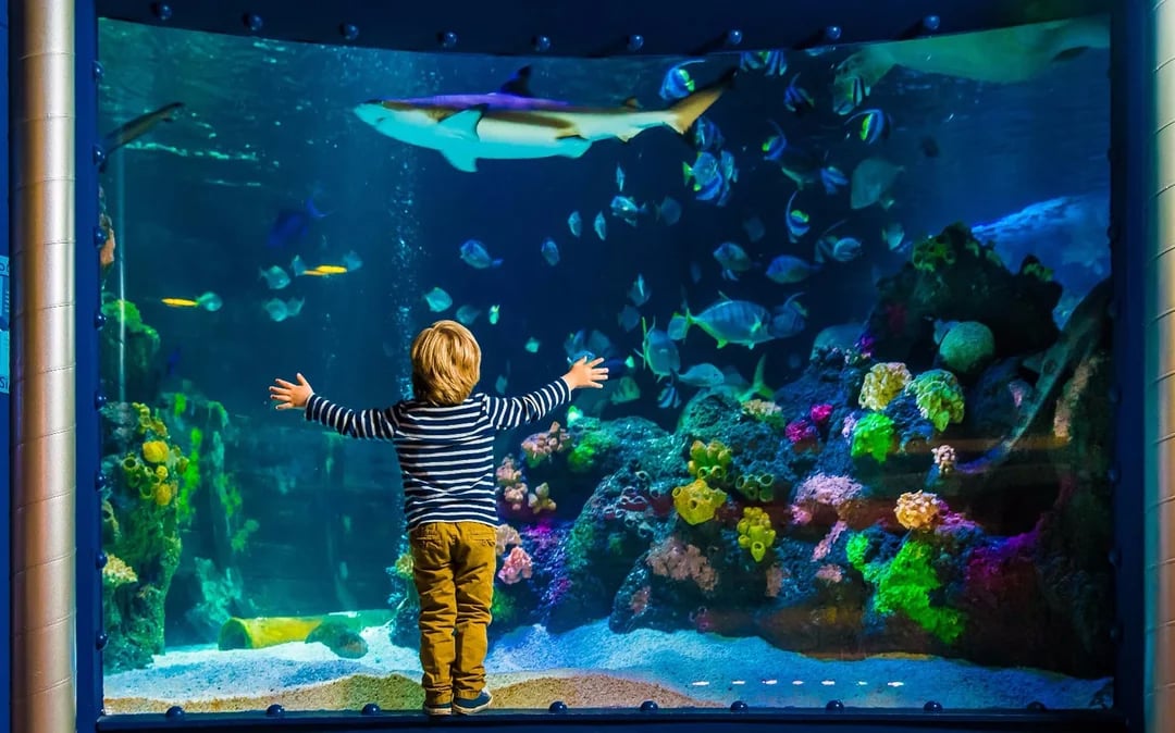 SEA LIFE Timmendorfer Strand Entry Tickets Image 6