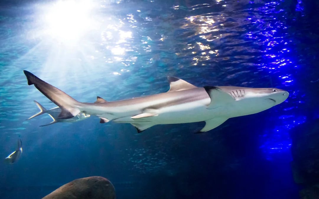 SEA LIFE Timmendorfer Strand Entry Tickets Image 7