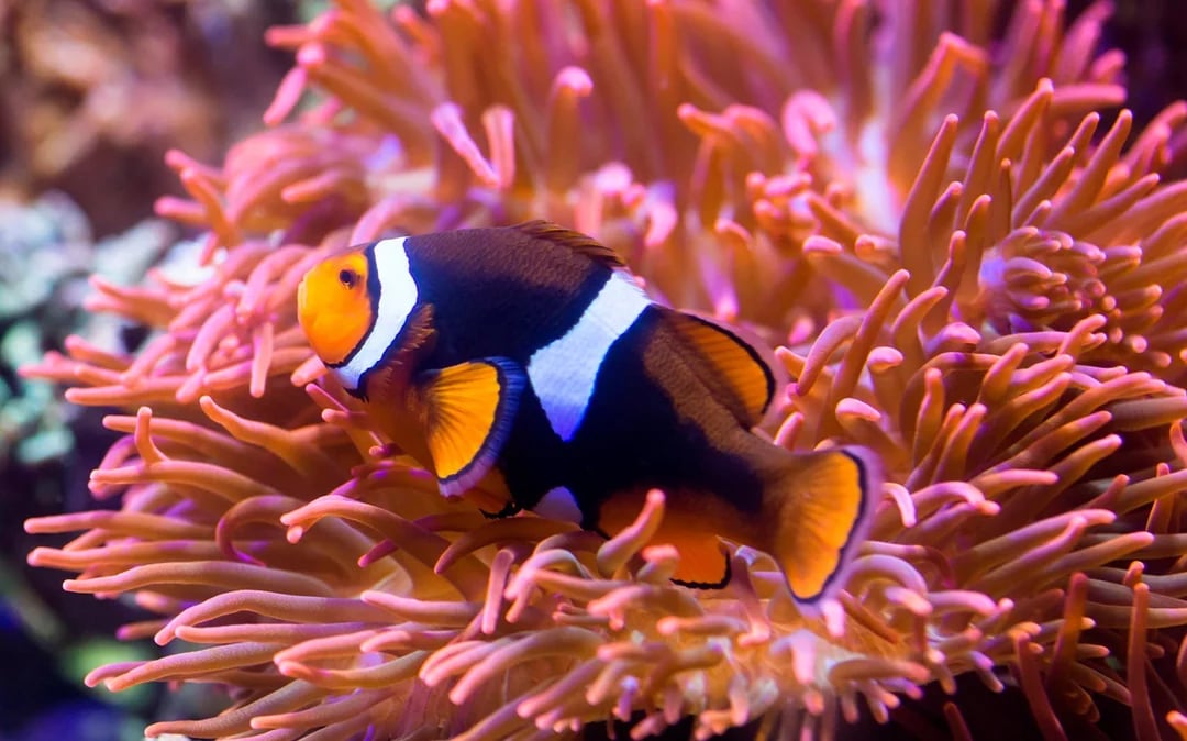 SEA LIFE Timmendorfer Strand Entry Tickets Image 10