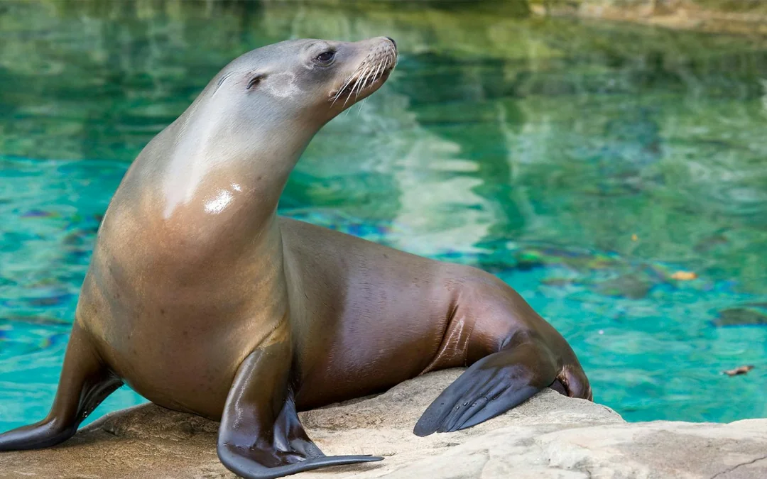 Sea Lion Encounter with Aquaventure Waterpark Tickets Image 2