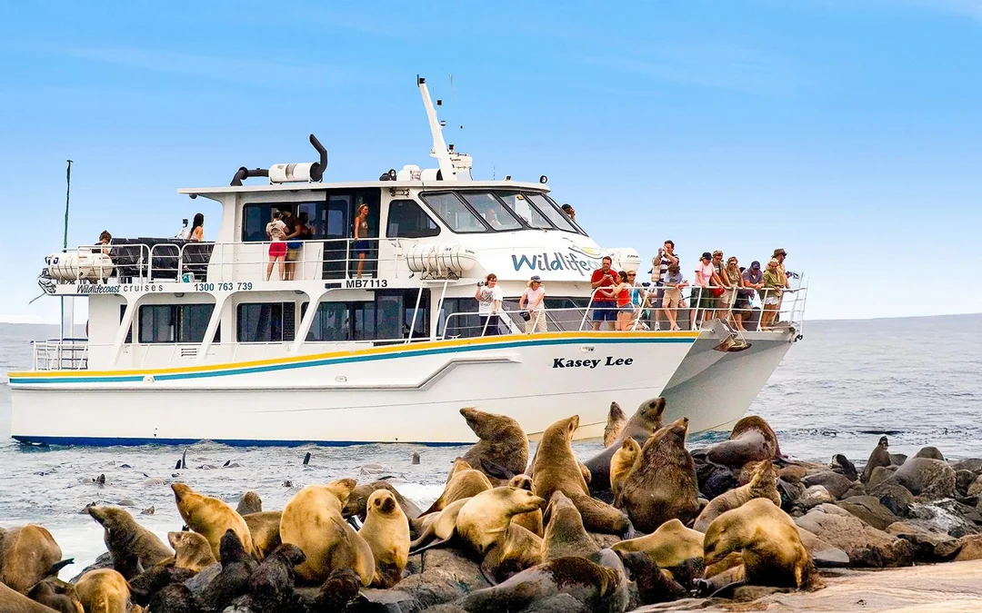 Seal Watching Afternoon Cruise at Phillip Island Image 1