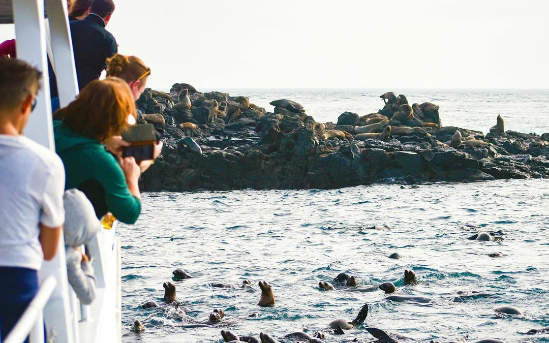Seal Watching Afternoon Cruise at Phillip Island Image 2