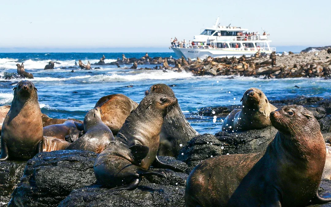 Seal Watching Afternoon Cruise at Phillip Island Image 5