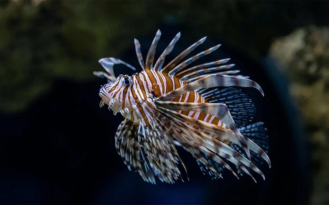 Seattle Aquarium Tickets Image 5