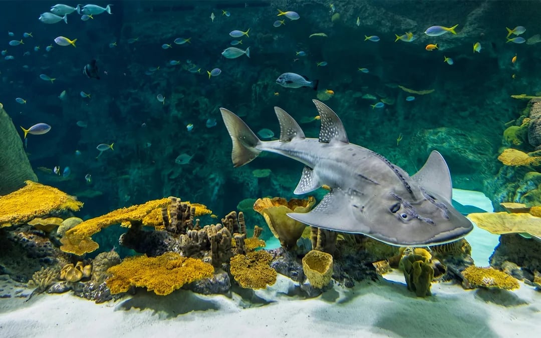 Seattle Aquarium Tickets Image 7