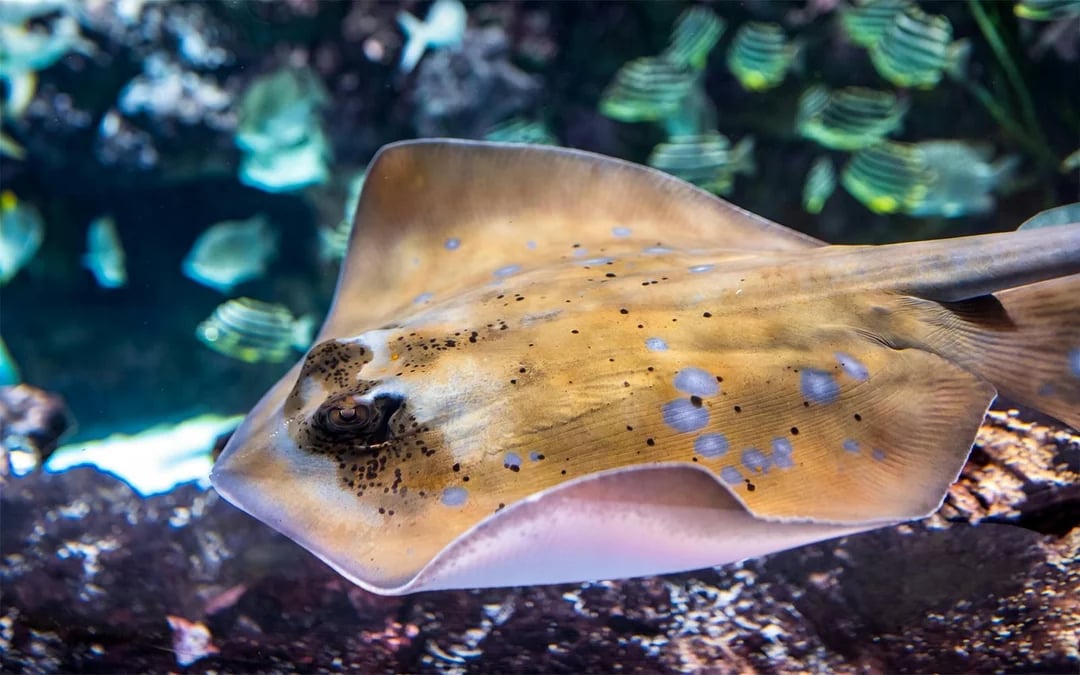 Seattle Aquarium Tickets Image 8