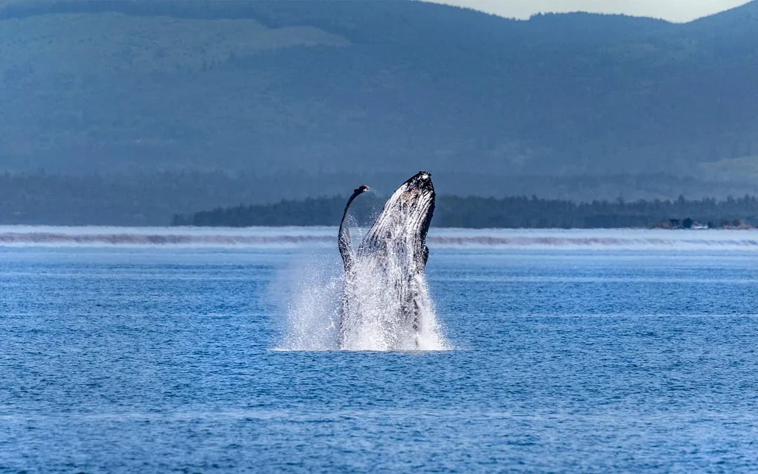Seattle WIldlife & Whale Watching Tour Image 3